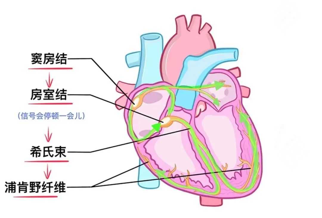 心电图报告显示“窦性停搏”，是心脏不跳了吗？ 医生：别慌，但这种情况要警惕